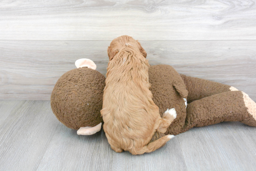 Cavapoo Pup Being Cute