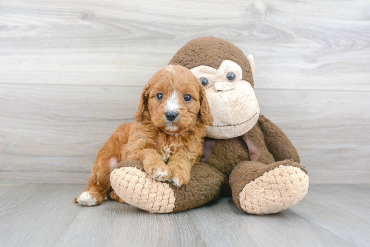 Cavapoo Puppy for Adoption