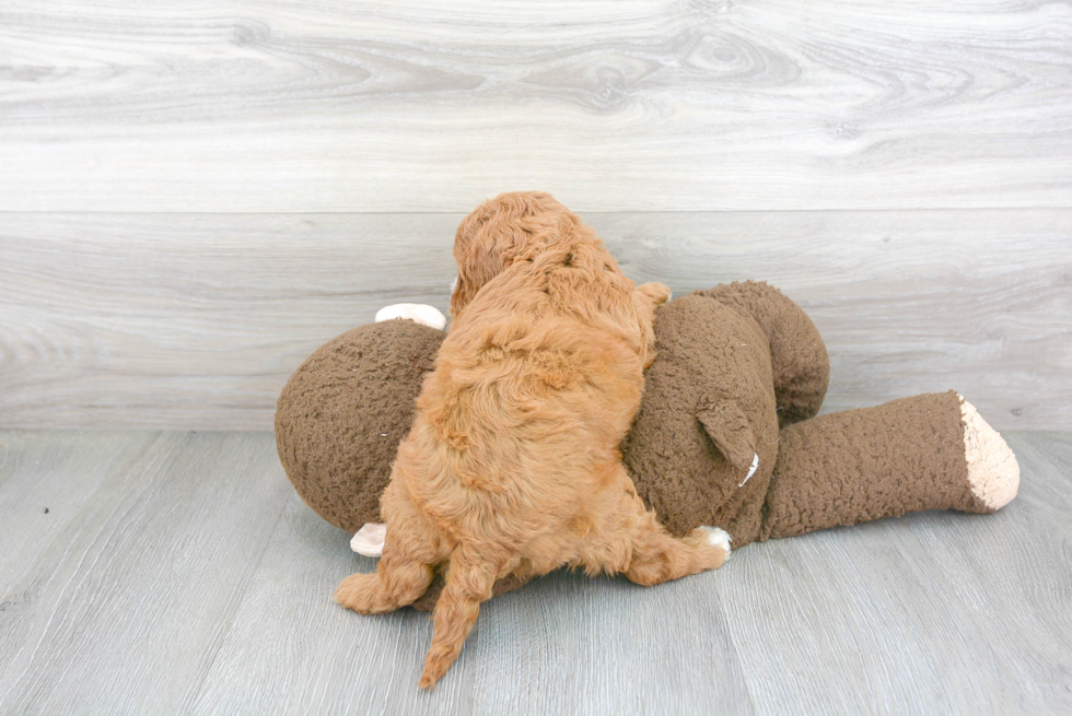 Cavapoo Pup Being Cute