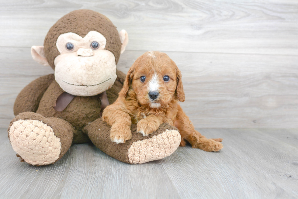 Cavapoo Puppy for Adoption