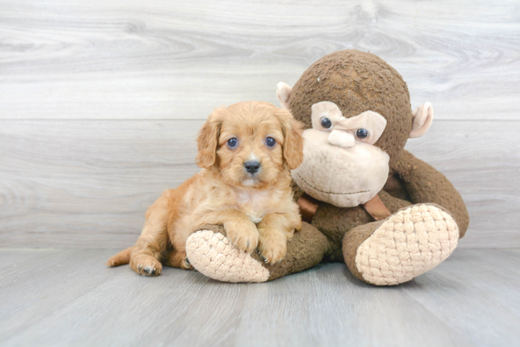 Smart Cavapoo Poodle Mix Pup