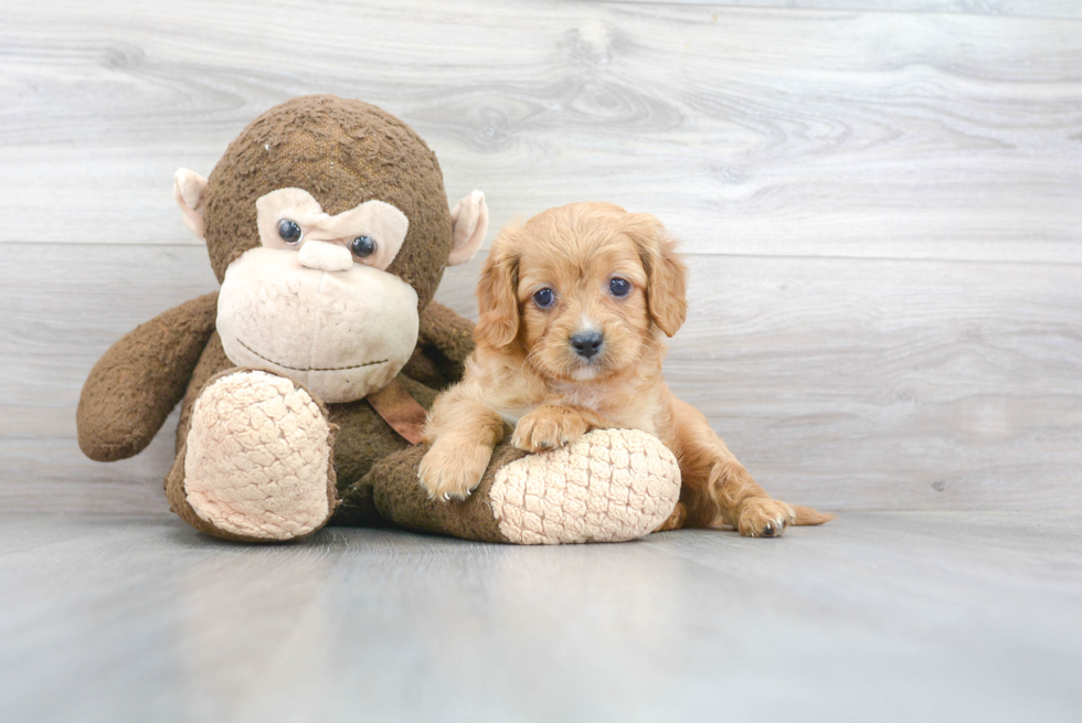 Smart Cavapoo Poodle Mix Pup