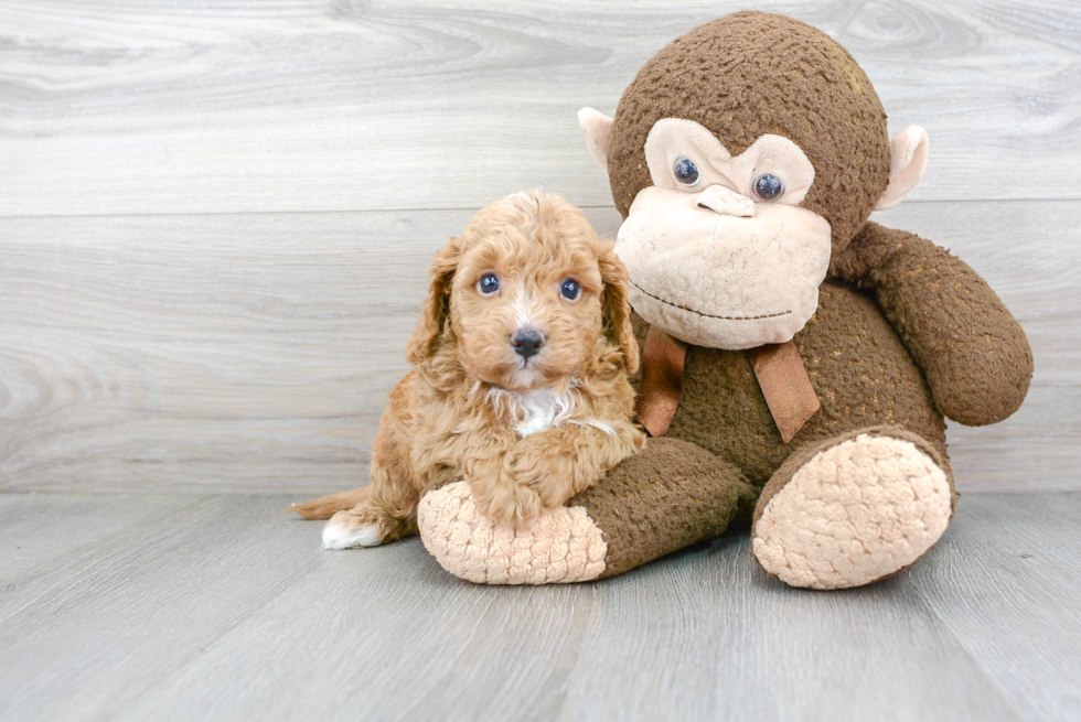 Energetic Cavoodle Poodle Mix Puppy