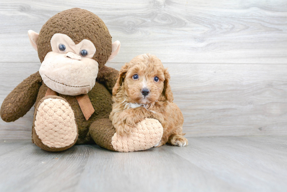 Popular Cavapoo Poodle Mix Pup