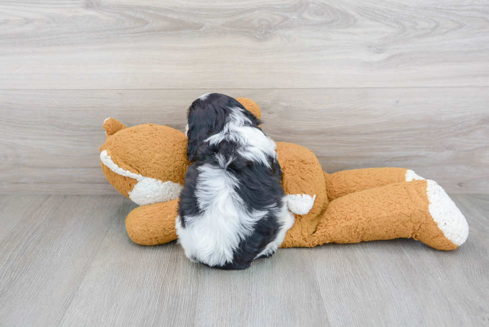 Sweet Cavapoo Baby