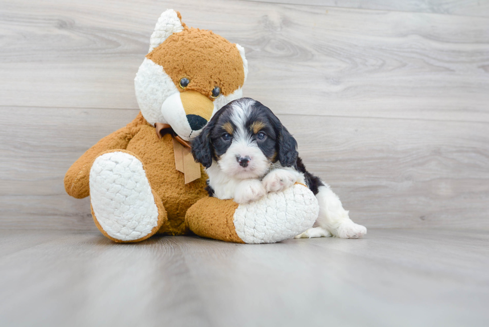 Cavapoo Puppy for Adoption