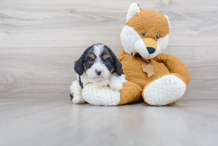 Adorable Cavoodle Poodle Mix Puppy