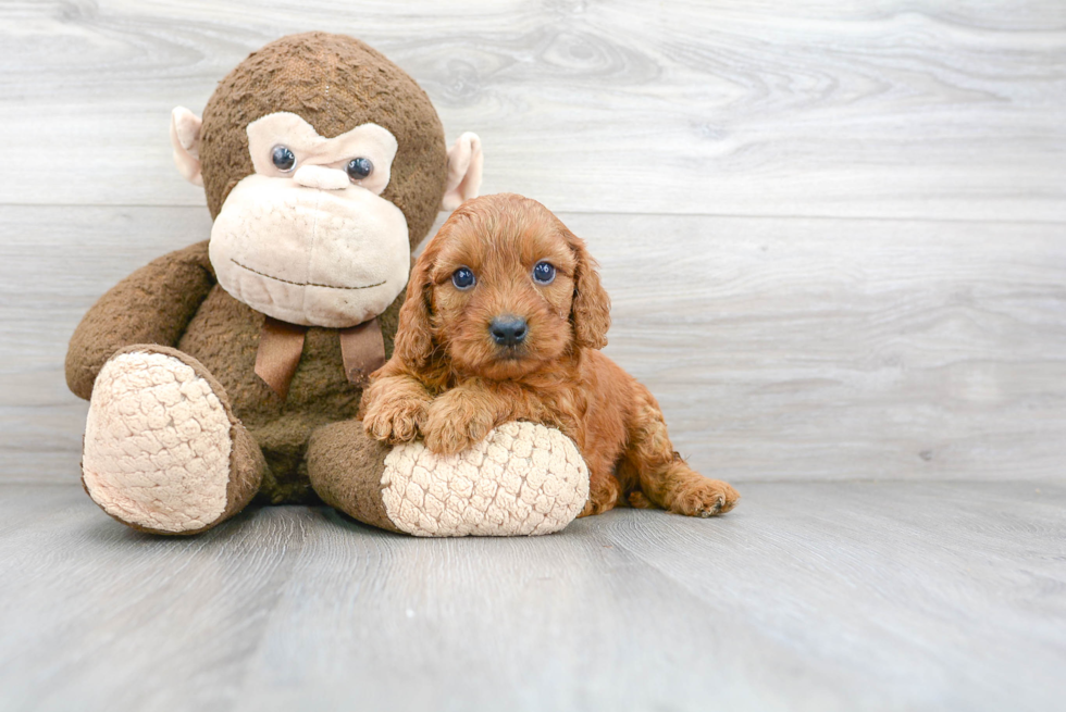 Cavapoo Puppy for Adoption