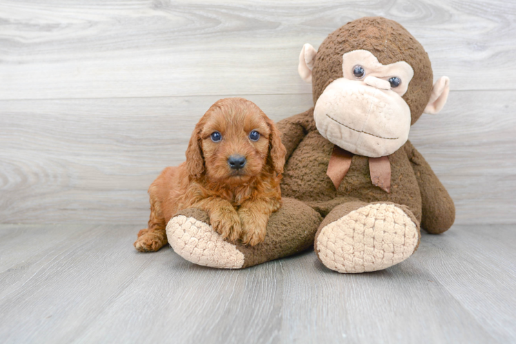 Cute Cavapoo Baby