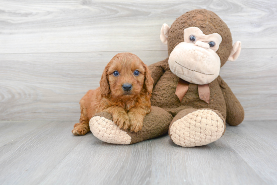 Cute Cavapoo Baby