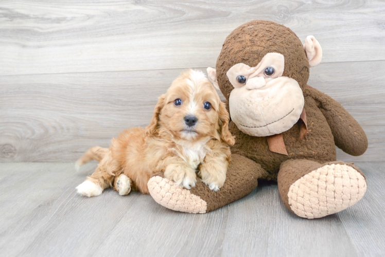 Happy Cavapoo Baby