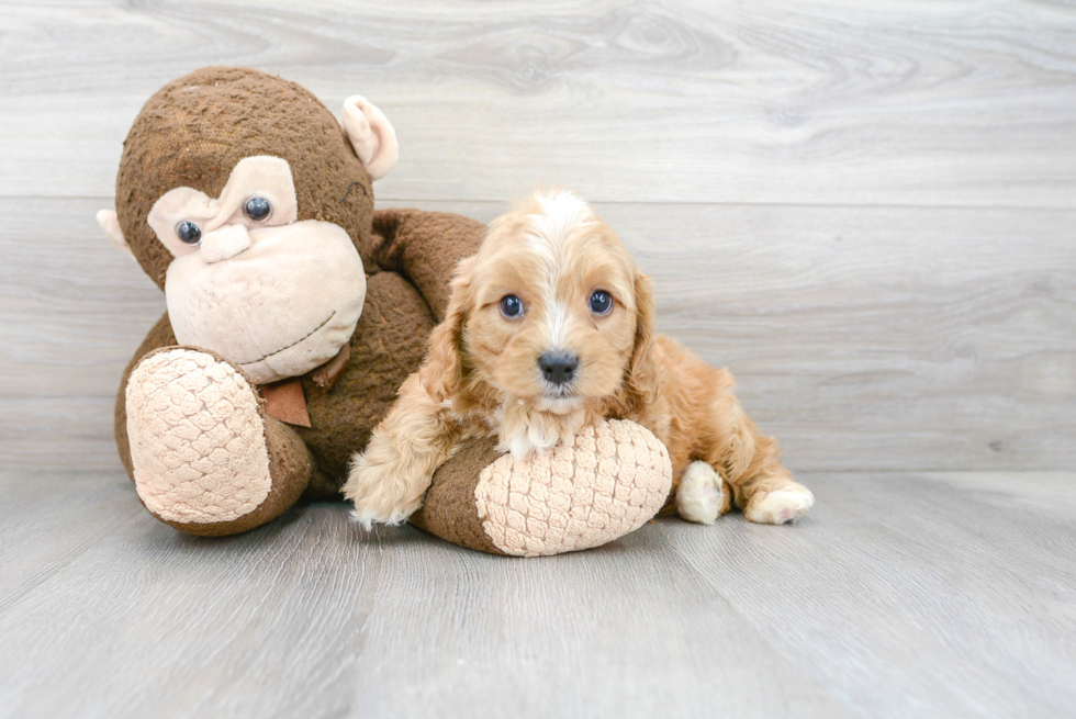 Sweet Cavapoo Baby