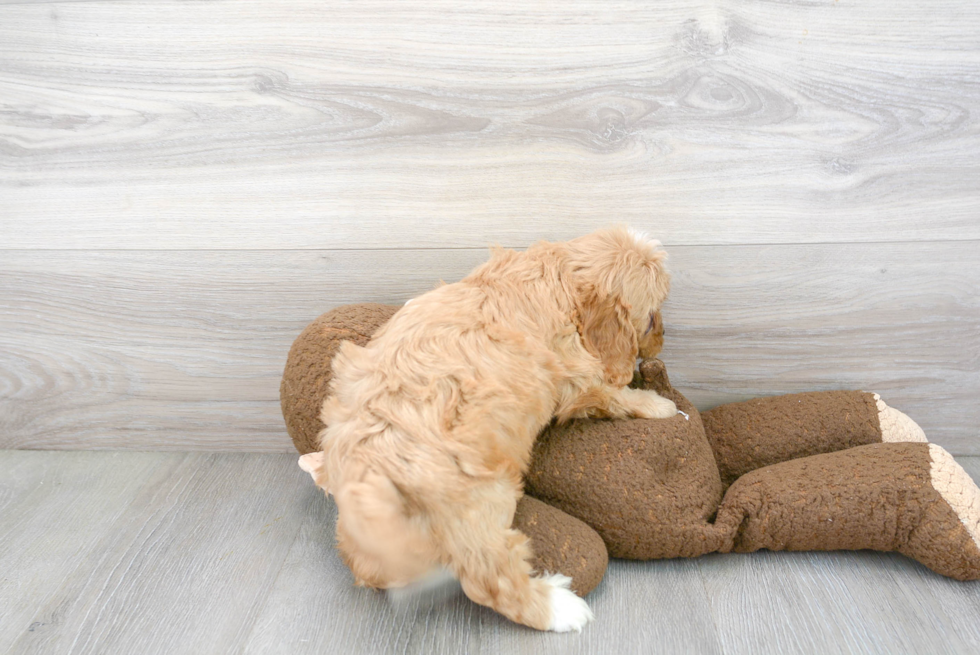 Friendly Cavapoo Baby