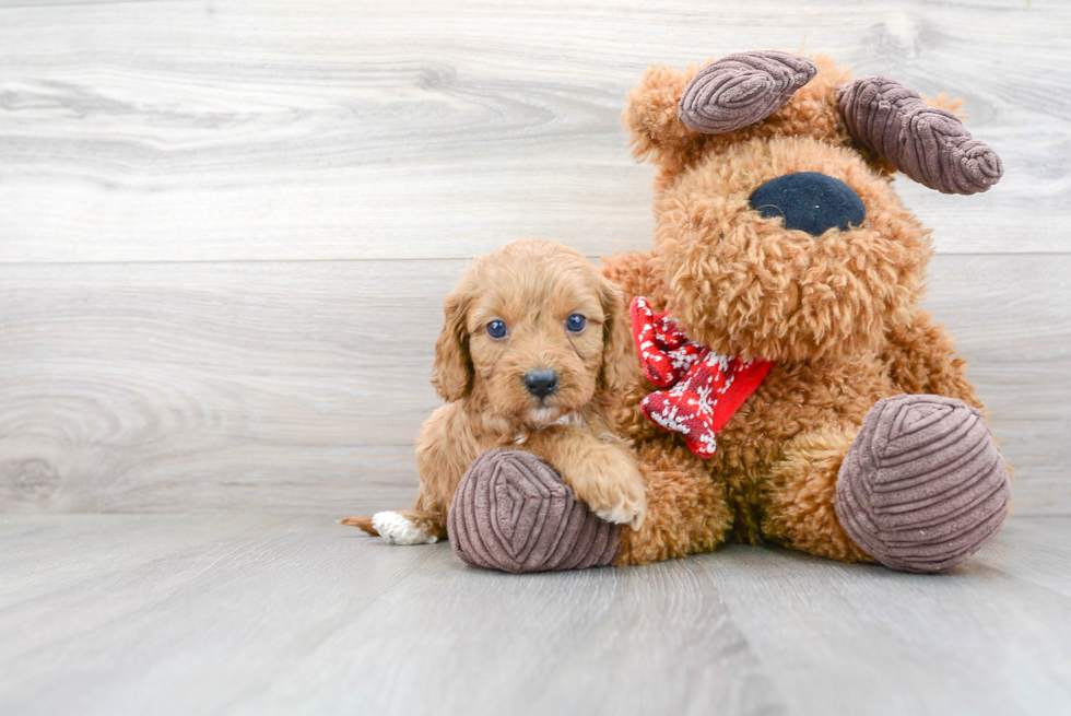 Petite Cavapoo Poodle Mix Pup