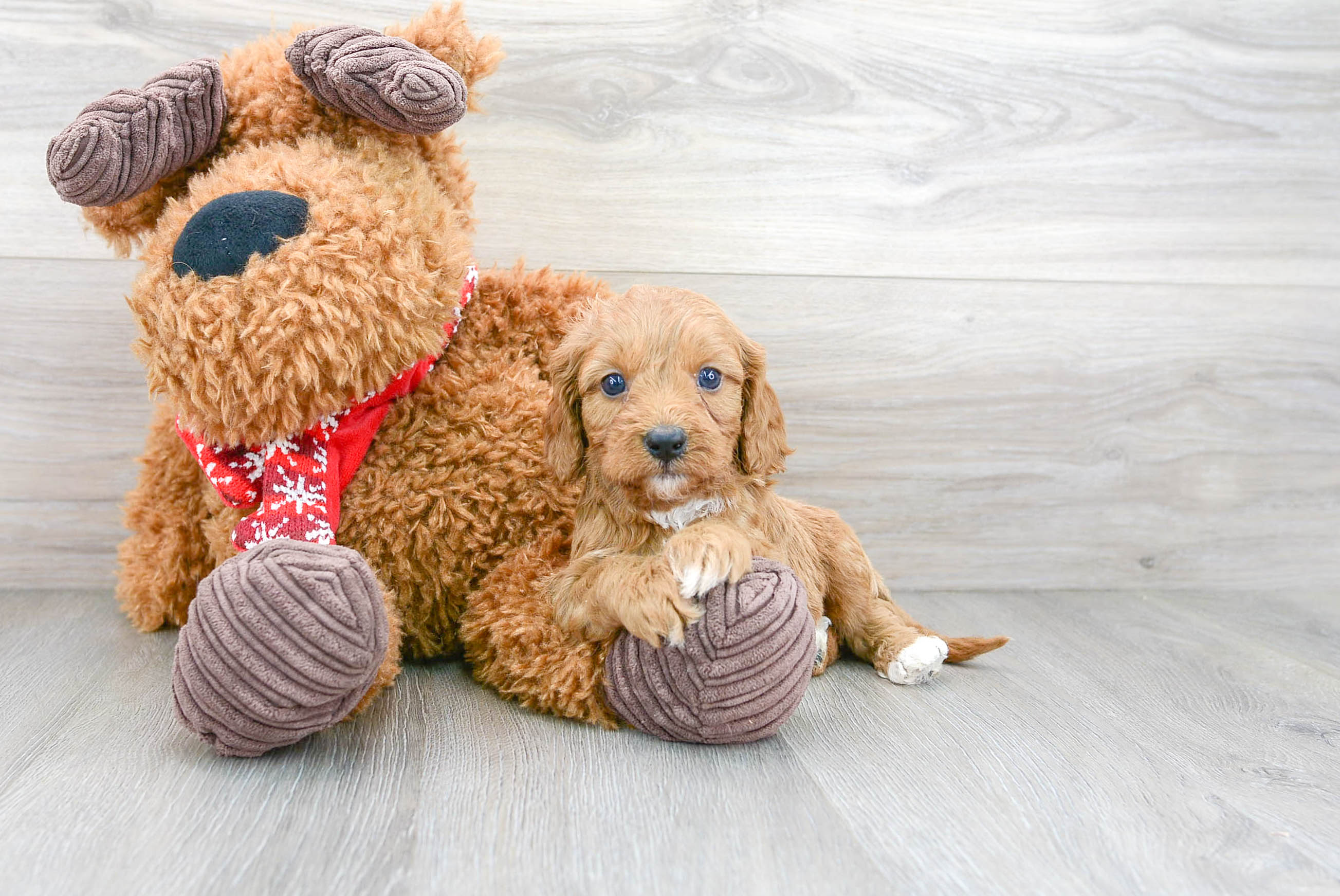 Energetic Cavoodle Poodle Mix Puppy