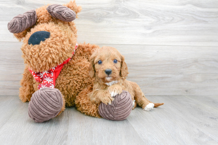 Energetic Cavoodle Poodle Mix Puppy