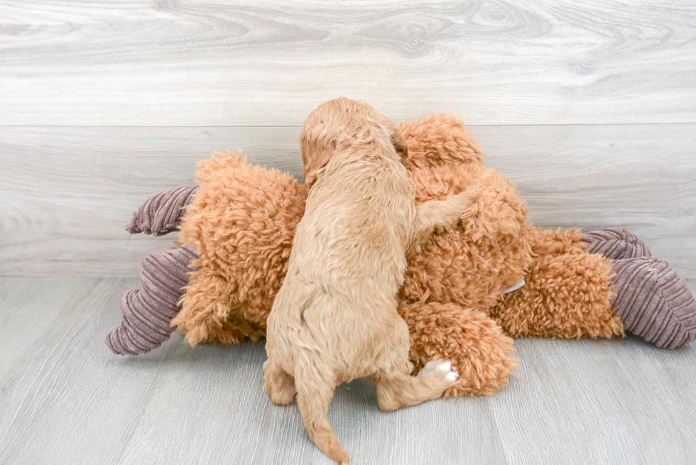 Sweet Cavapoo Baby