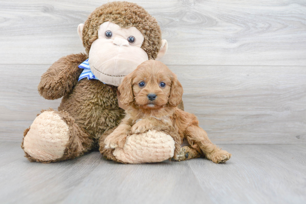 Best Cavapoo Baby