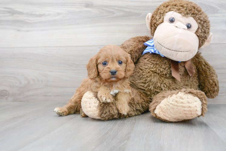 Best Cavapoo Baby