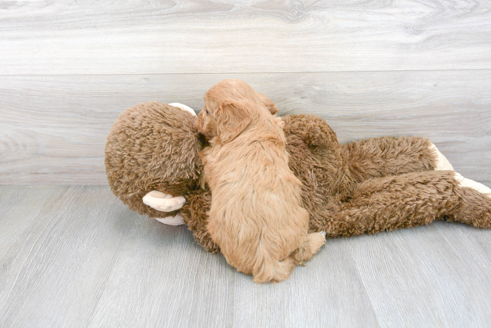 Happy Cavapoo Baby