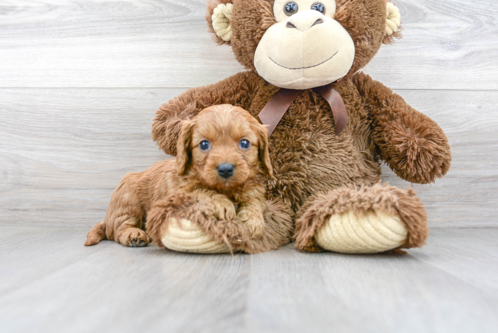 Best Cavapoo Baby