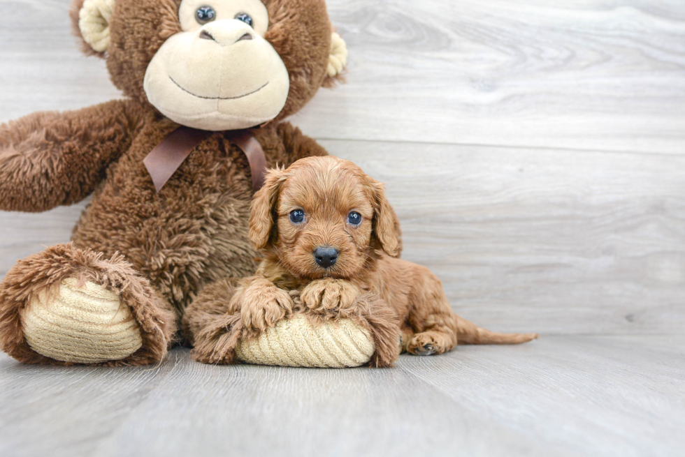 Adorable Cavoodle Poodle Mix Puppy