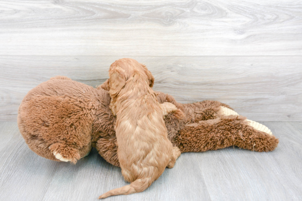 Little Cavoodle Poodle Mix Puppy