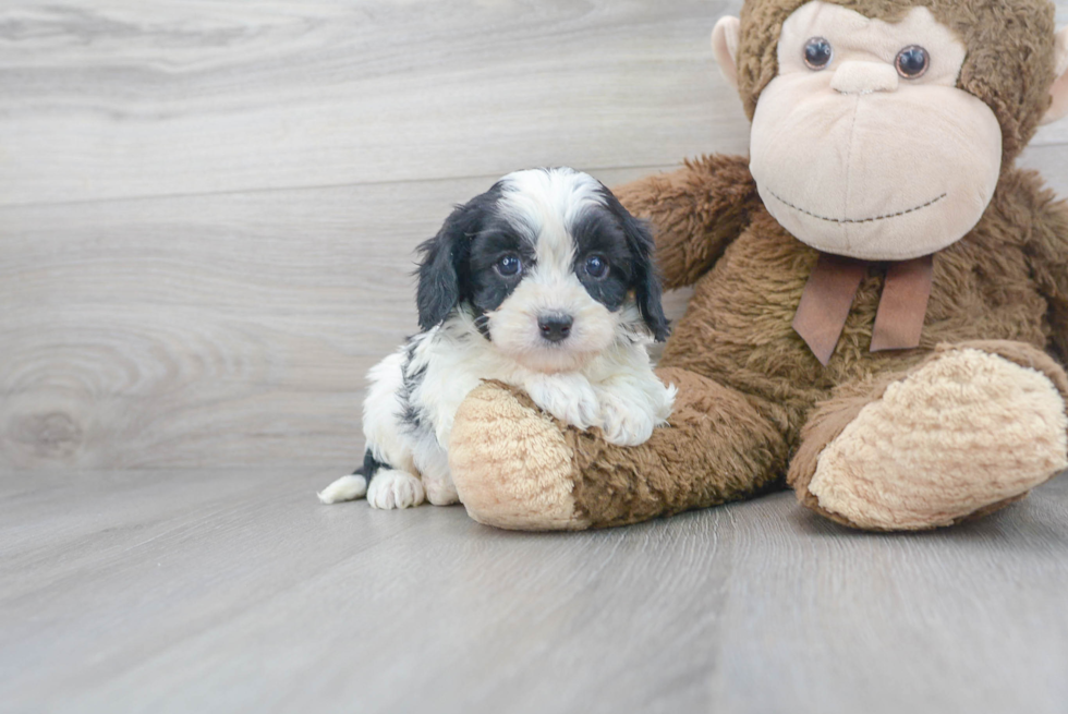 Popular Cavapoo Poodle Mix Pup