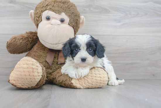 Cavapoo Puppy for Adoption