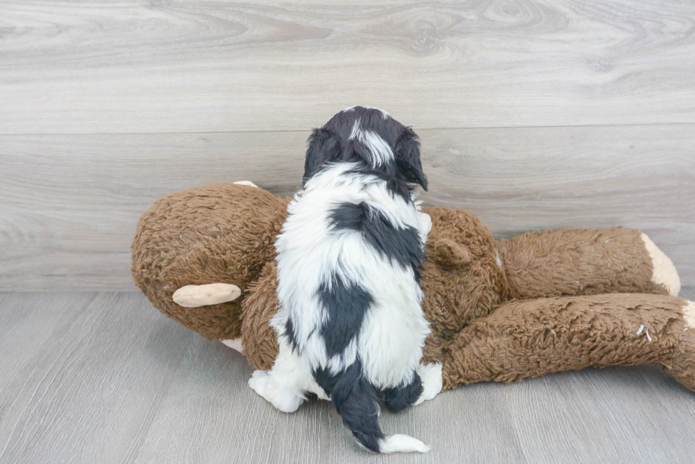 Cavapoo Puppy for Adoption