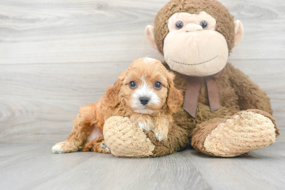 Funny Cavapoo Poodle Mix Pup