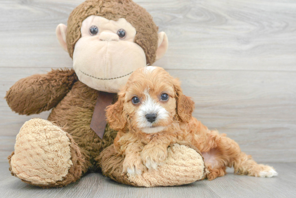 Best Cavapoo Baby