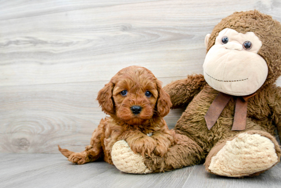 Smart Cavapoo Poodle Mix Pup