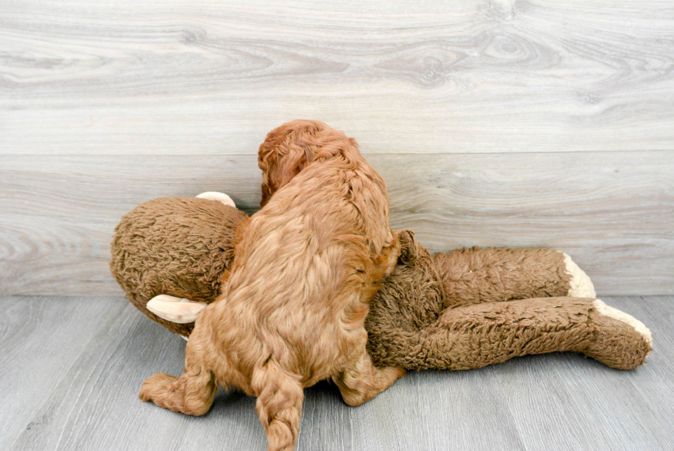 Cavapoo Pup Being Cute