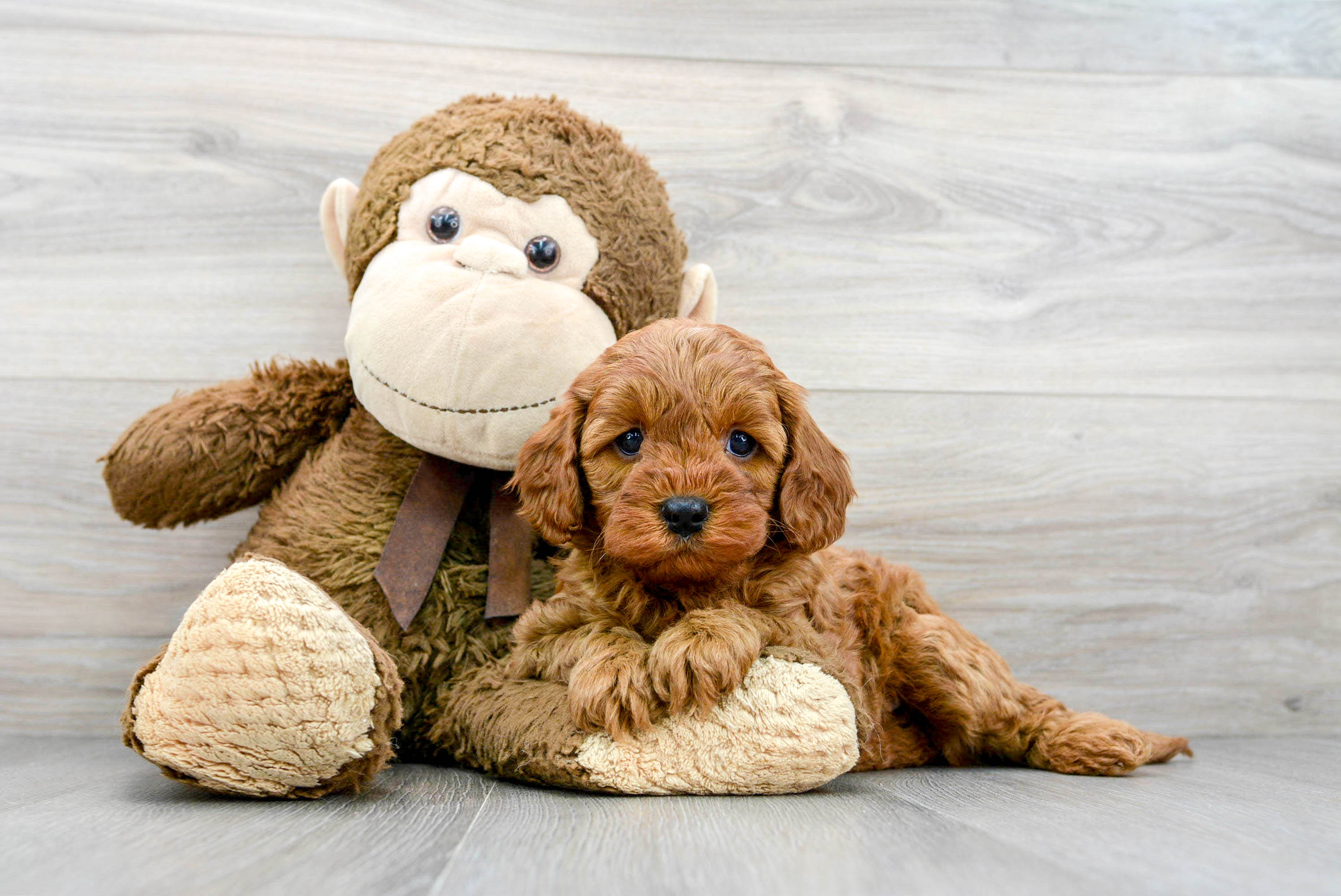 Smart Cavapoo Poodle Mix Pup