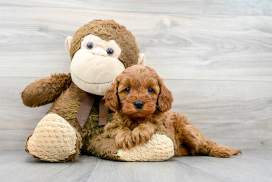 Smart Cavapoo Poodle Mix Pup