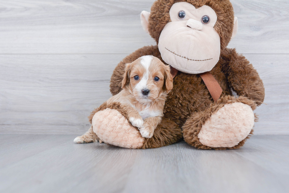 Cavapoo Pup Being Cute