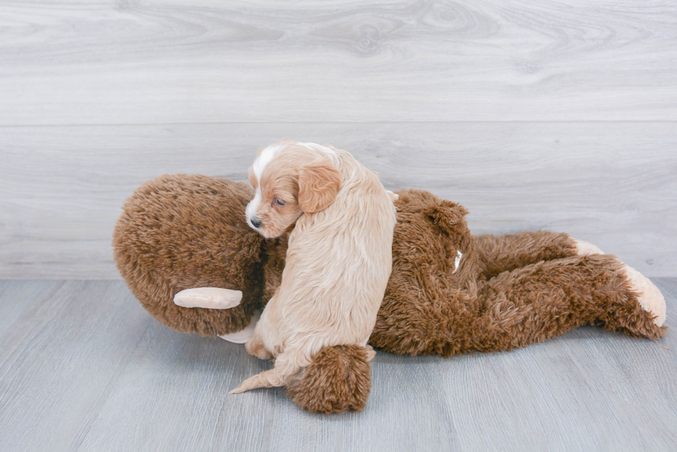 Popular Cavapoo Poodle Mix Pup