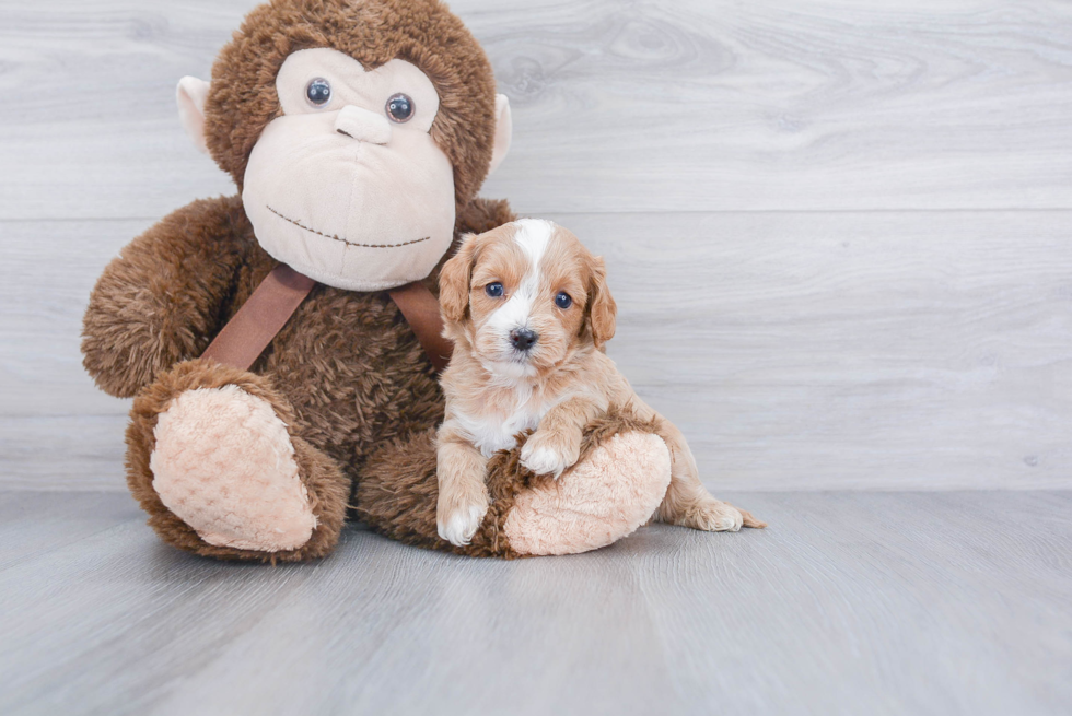 Cavapoo Pup Being Cute