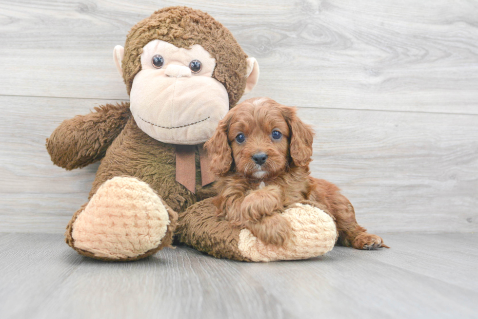 Smart Cavapoo Poodle Mix Pup