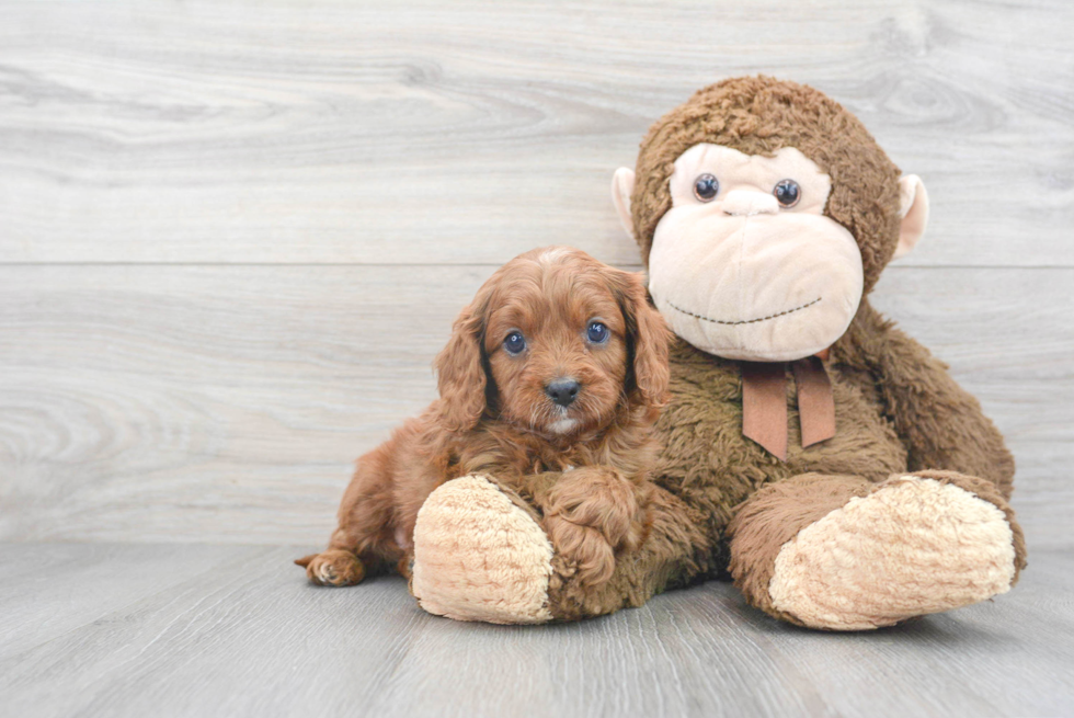 Happy Cavapoo Baby