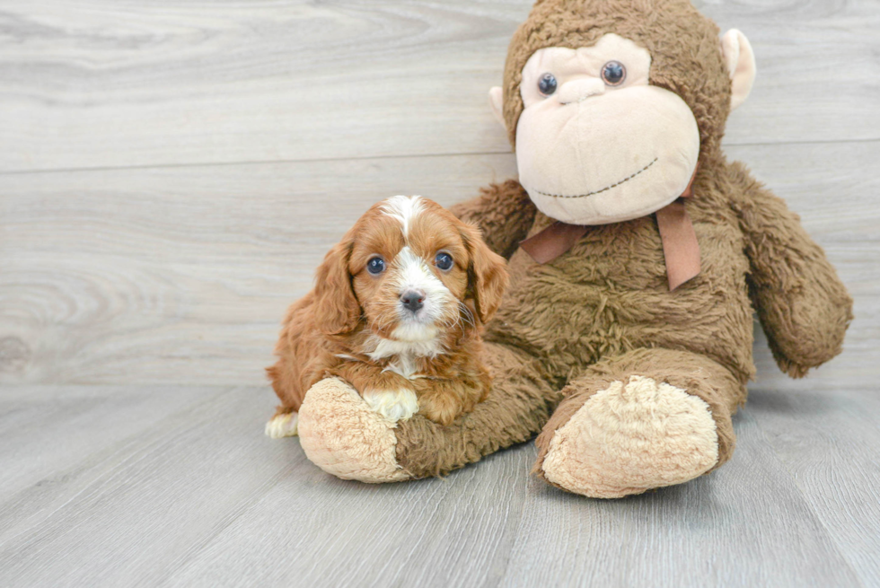 Adorable Cavoodle Poodle Mix Puppy