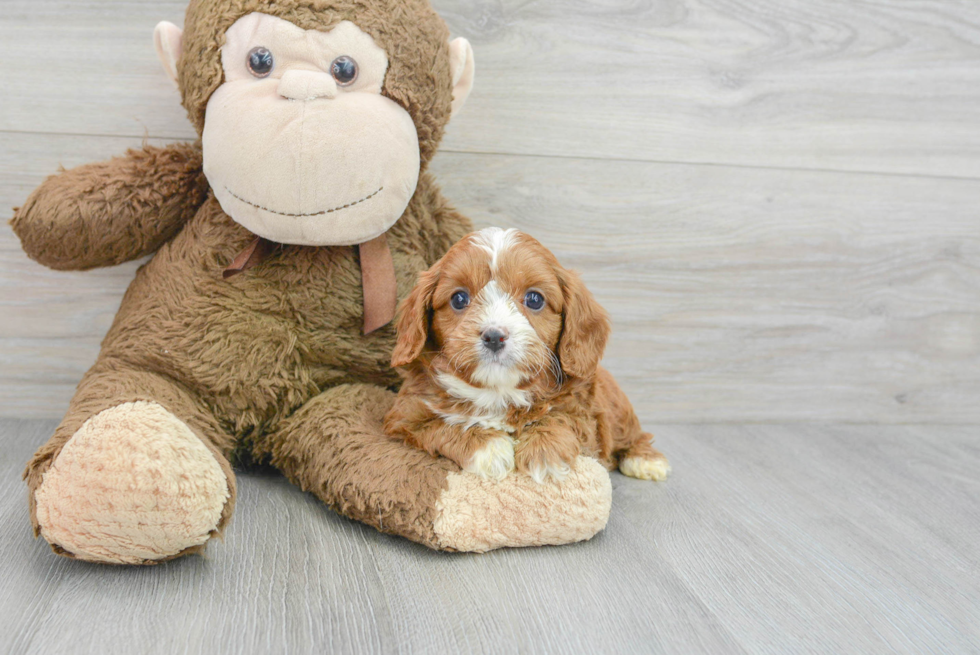 Best Cavapoo Baby