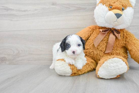 Funny Cavapoo Poodle Mix Pup