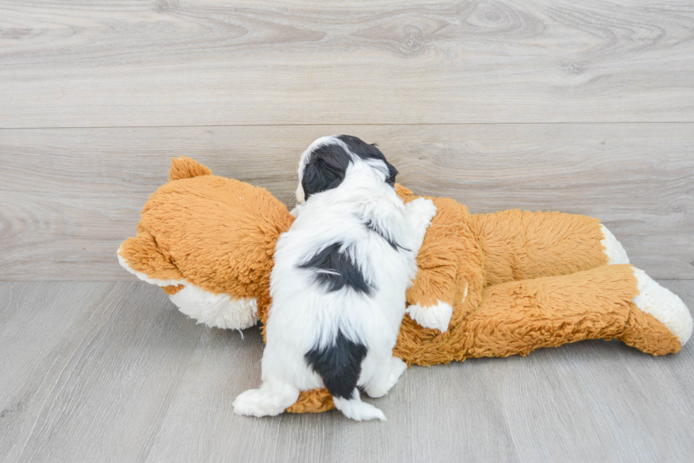 Cavapoo Pup Being Cute