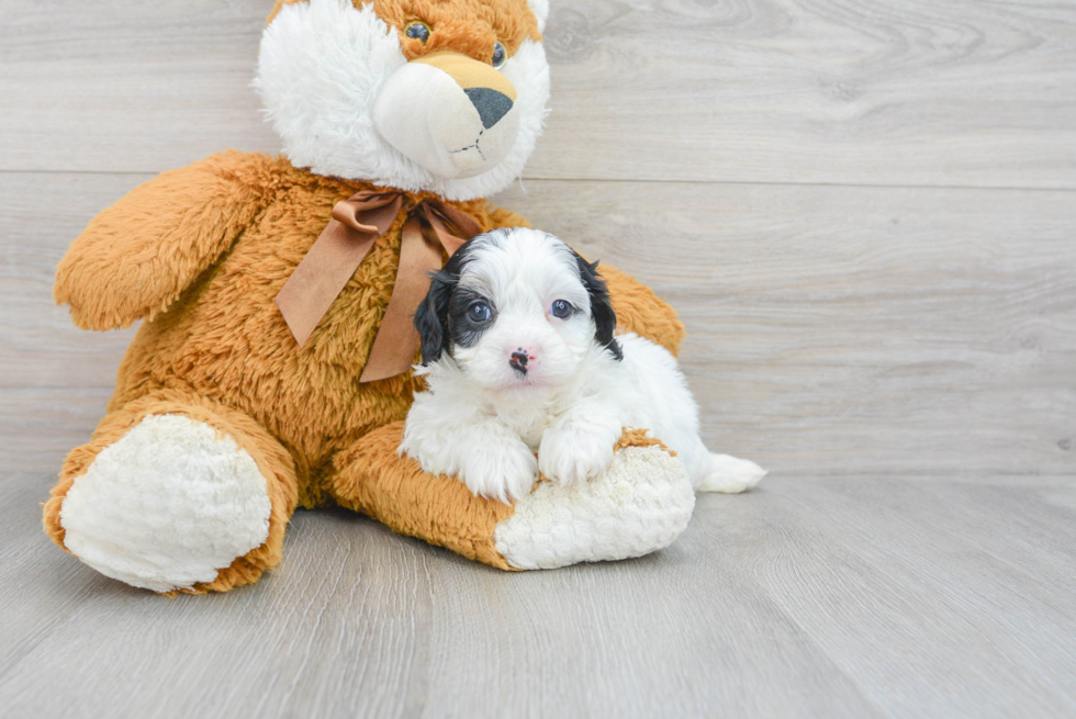 Funny Cavapoo Poodle Mix Pup