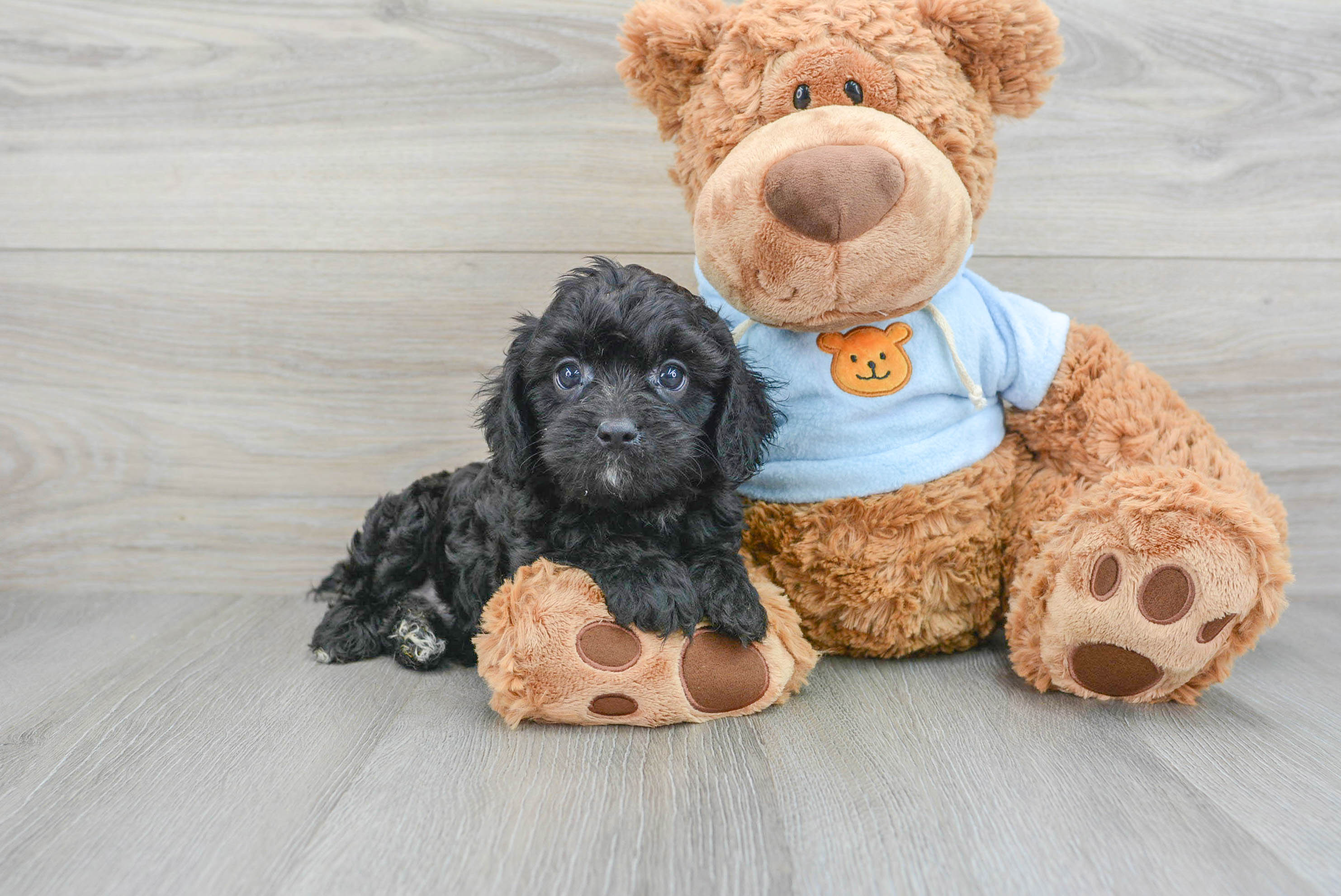 Fluffy Cavapoo Poodle Mix Pup