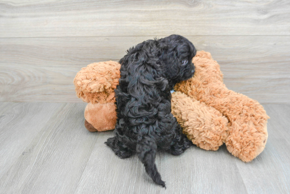 Cavapoo Puppy for Adoption