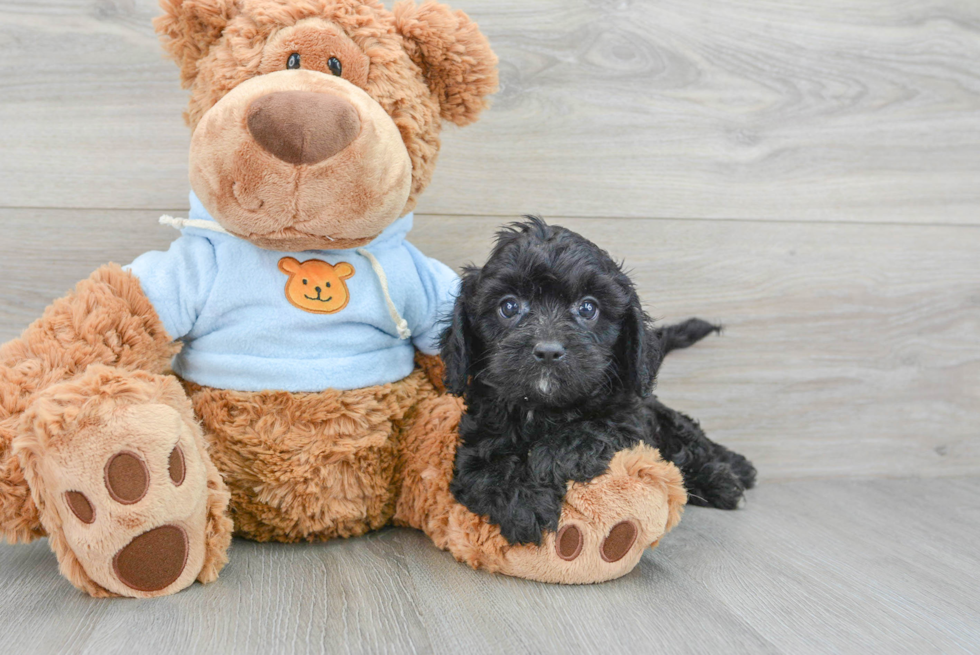 Cavapoo Puppy for Adoption