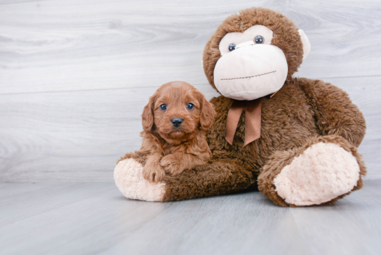 Hypoallergenic Cavoodle Poodle Mix Puppy